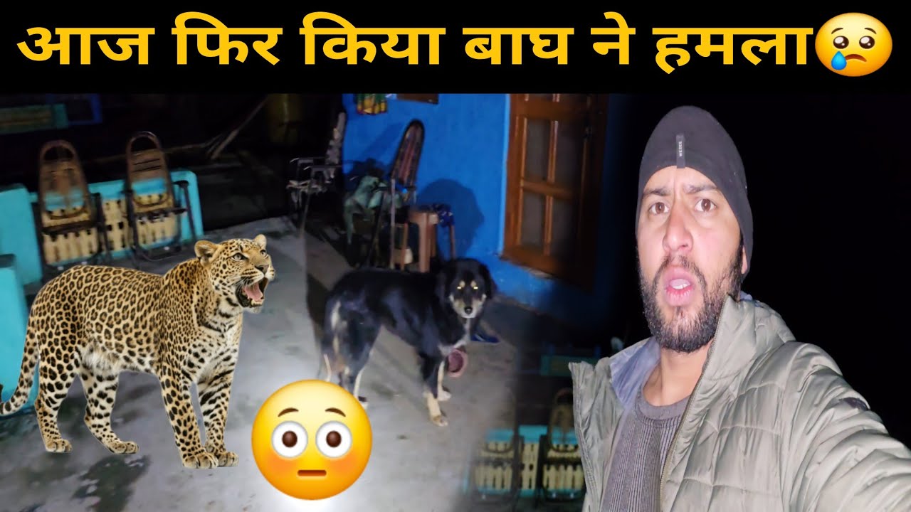 मेरे गाँव में हो गया बाघ का आतंक 😥 |  रात को फिर आया हमारे घर में बाघ | Bheem Pahadi Vlogs