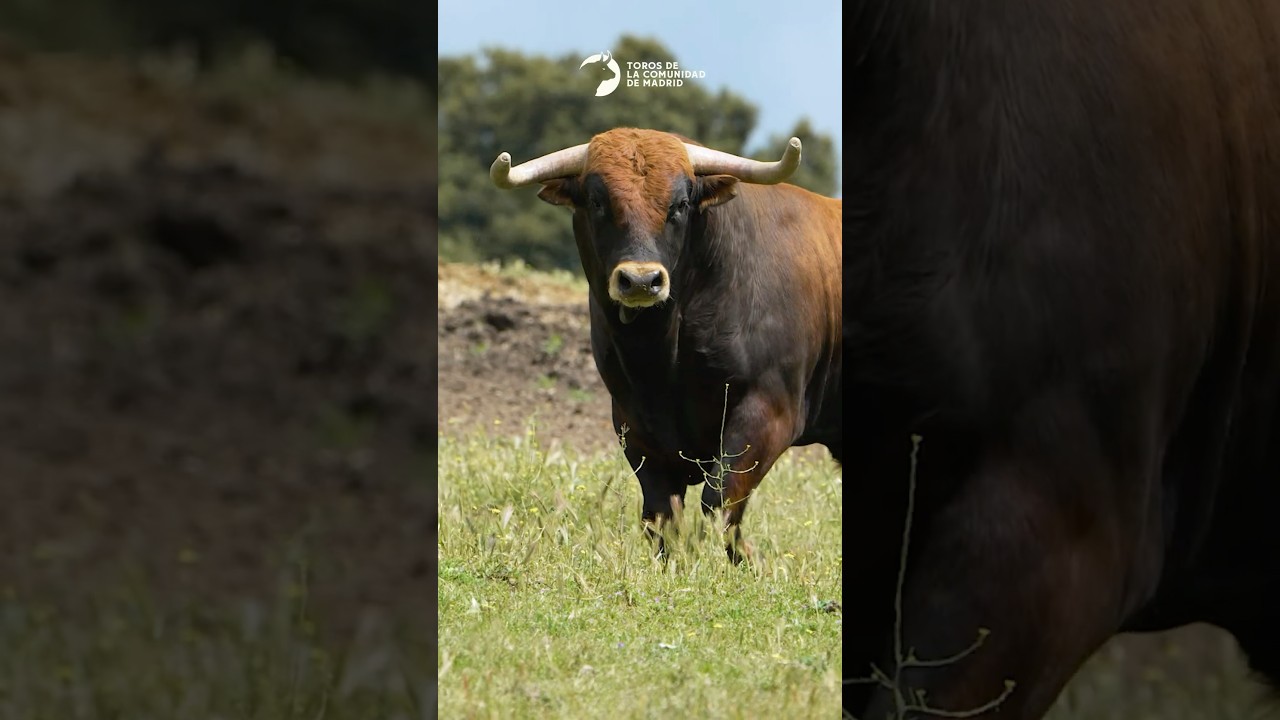 PARTE 4 - MONTEALTO El tipo de toro de la casa