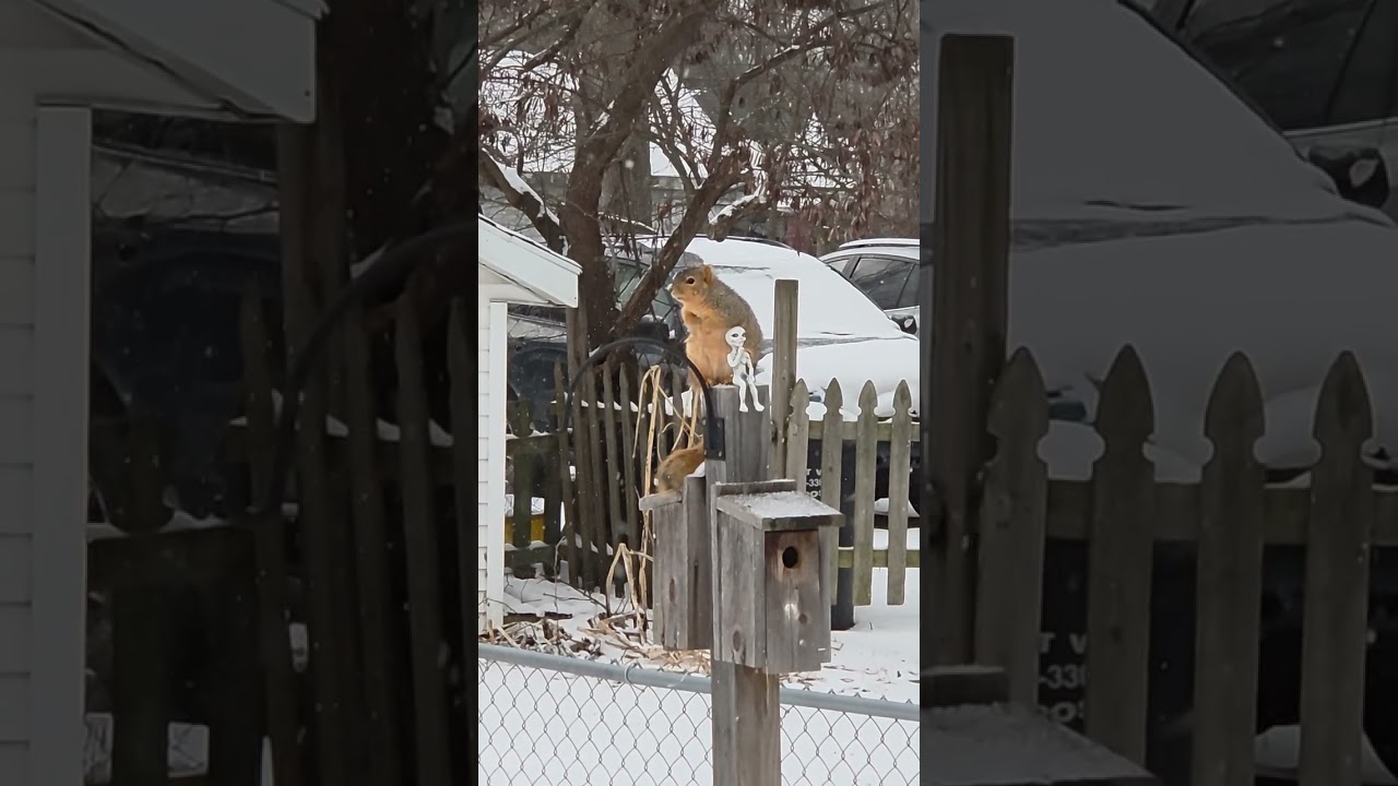 Fox Squirrel & Pine Squirrel Look'n Round See What Way The Wind Blow