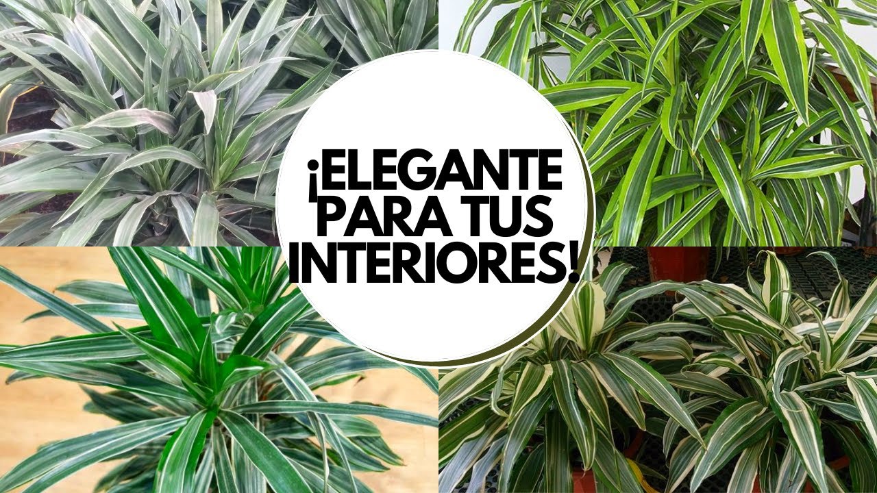 Guarneque planta cuidados / Drácena deremensis
