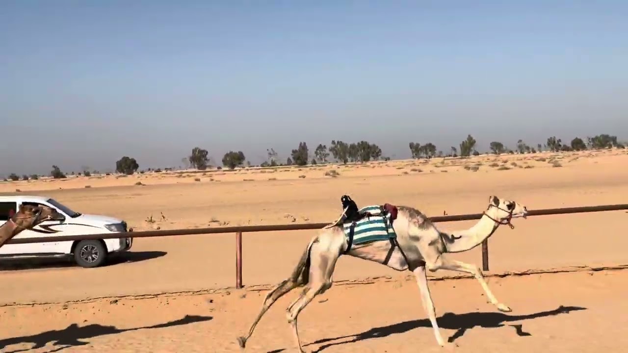 تعويض /سلطان لافي ابن دعيجاء الشراري