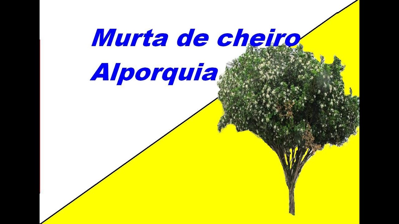 Murta  de cheuro - Alporquia