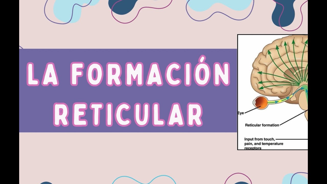 LA FORMACIÓN RETICULAR