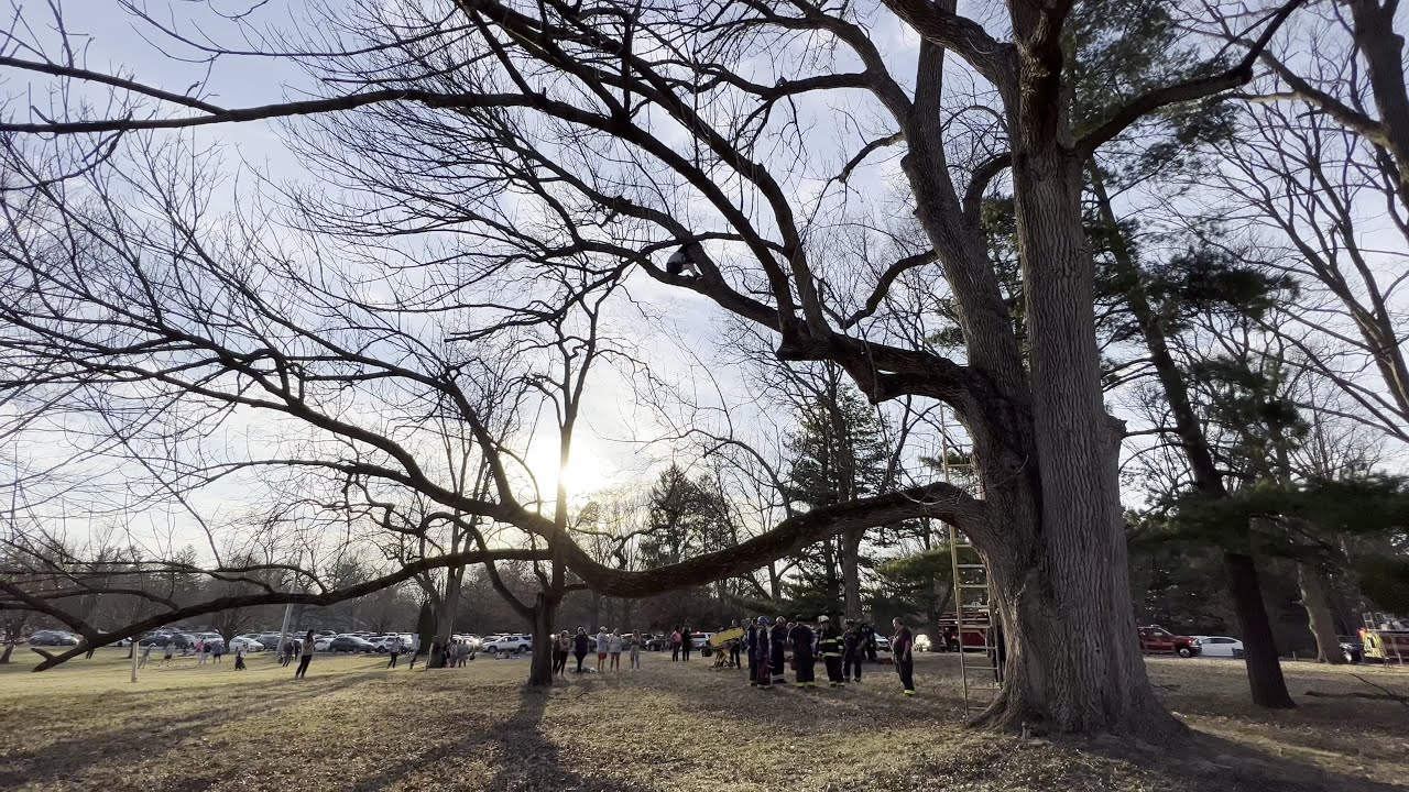 IFD rescues boy who'd been trying to rescue cat in tree