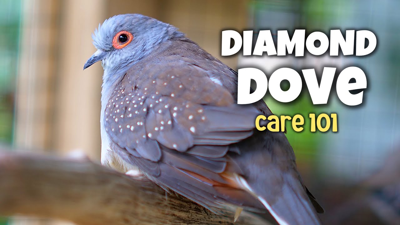 You Won’t Believe How Easy It Is to Care for Diamond Doves!