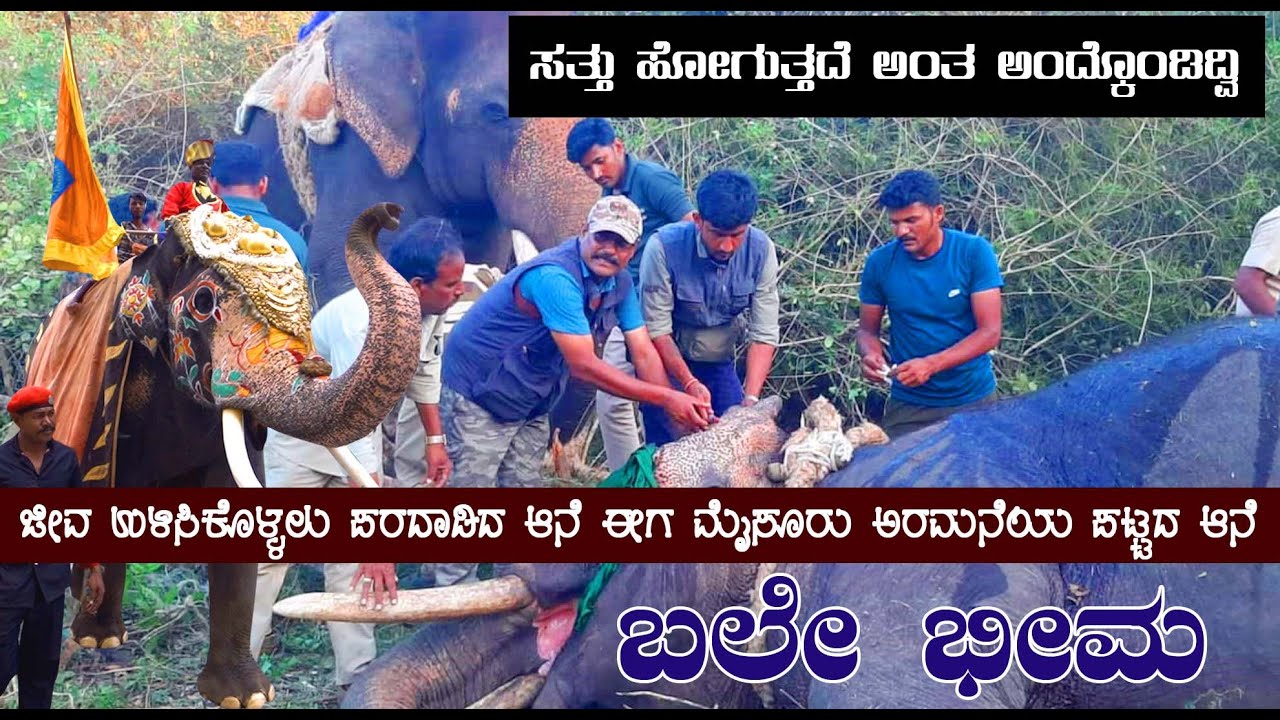 ಸಾವು ಬದುಕಿನ ಮದ್ಯೆ ಹೋರಾಡಿ ಗೆದ್ದ ದಸರಾ ಆನೆ ಭೀಮ ಮಹೇಂದ್ರನಿಗೆ ಇದ್ಯ ಅಂಬಾರಿ ಹೊರುವ ತಾಕತ್ತು, dasara elephants