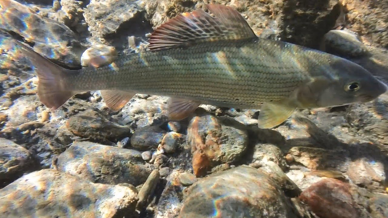 Aurino Temoli Spettacolo a Mosca  Secca e Ninfa con Luca @fisharingfreshwater5397 e Nicola 😎🎣