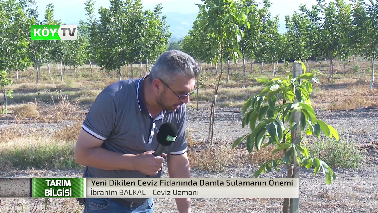 Yeni Dikilen Ceviz Fidanında Damla Sulamanın Önemi