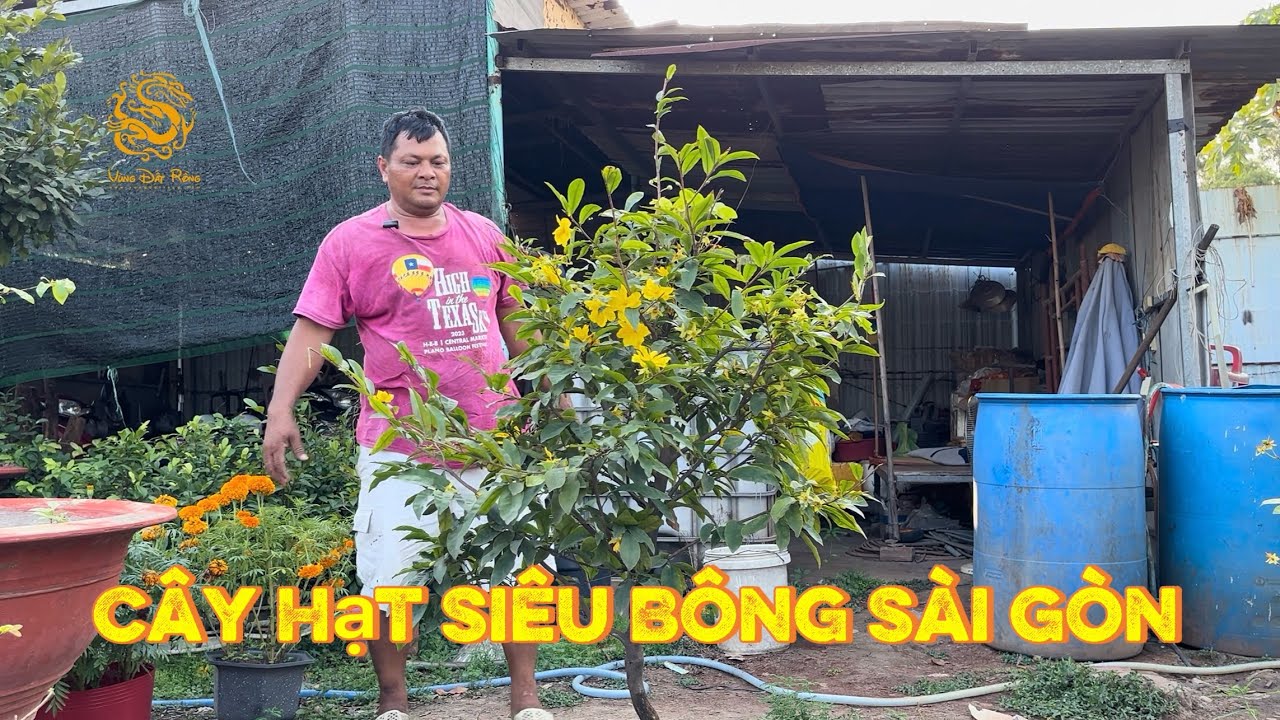 💥Tony tiếp tục giao lưu cây hạt Siêu Bông Sài Gòn trồng hơn 3 năm ở vườn Mai anh Hoà|Vùng Đất Rồng 
