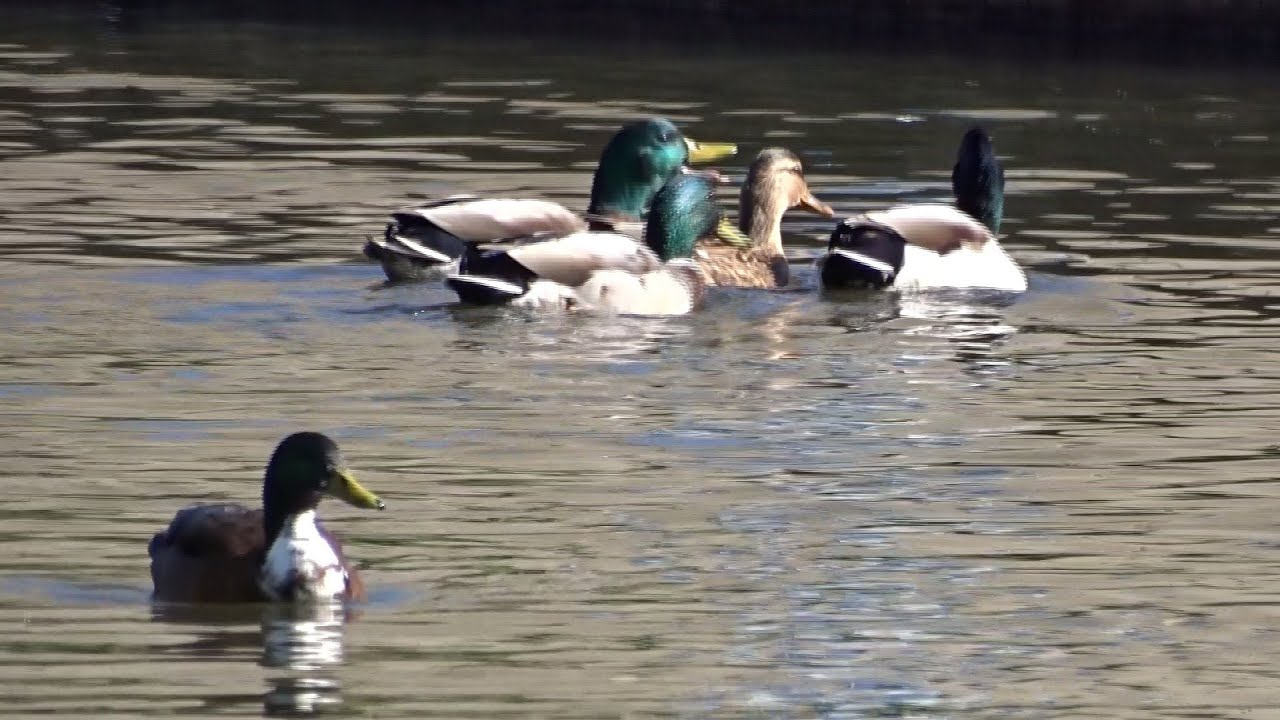 Dabbling ducks