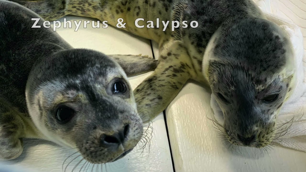 A Harbor Seal Pup's Rehabilitation Journey
