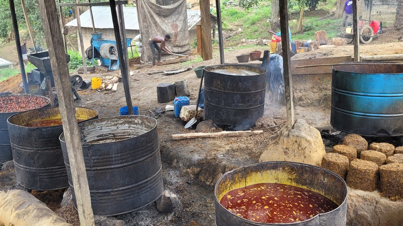 visite d'une petite huilerie , voici comment on obtient l'huile de palme  et ses dérivés .