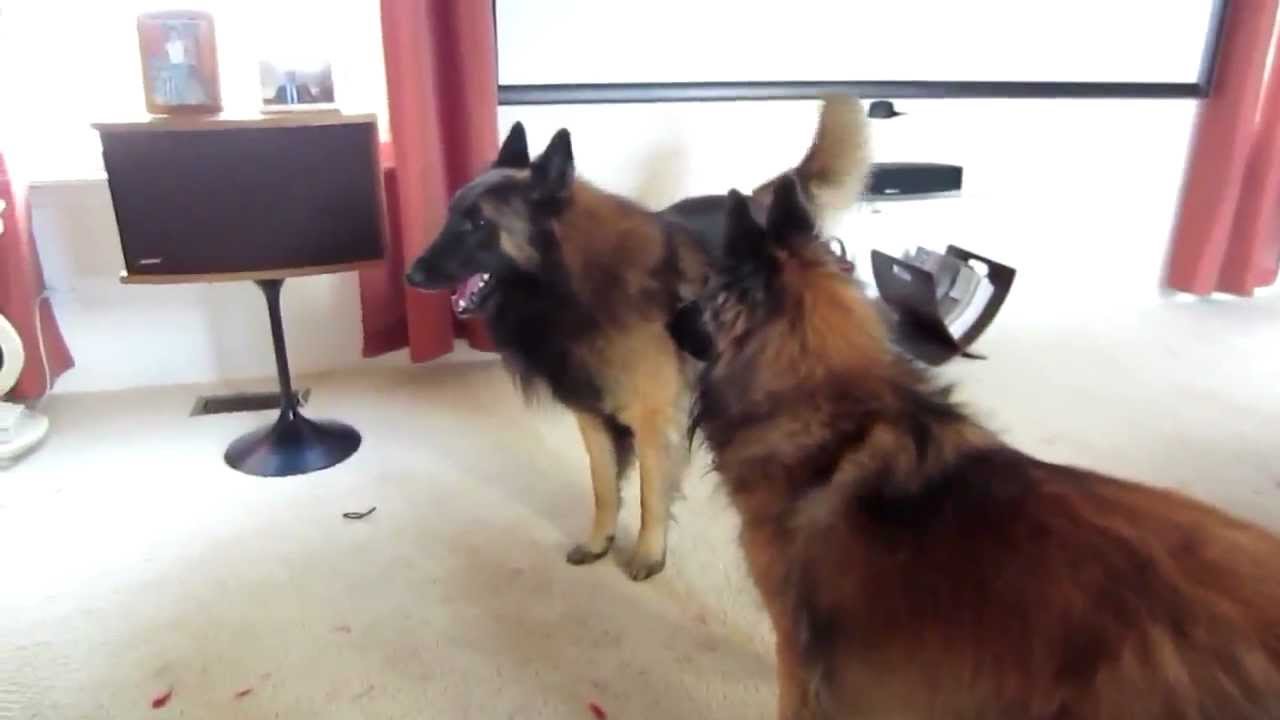 Belgian Tervuren playing - Apollo is feeling frisky