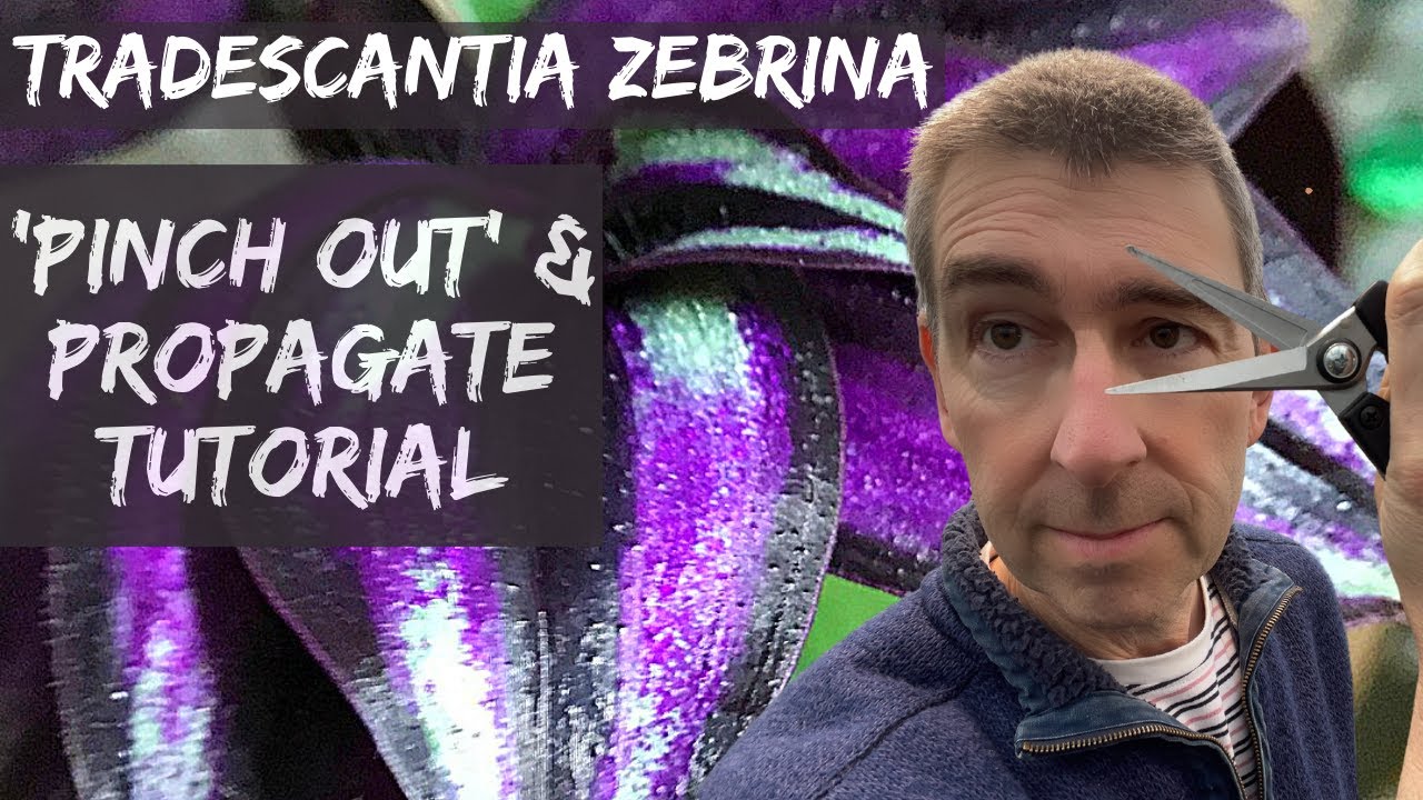 How to 'Pinch Out' Tradescantia and Propagate the Cuttings: Step by Step!