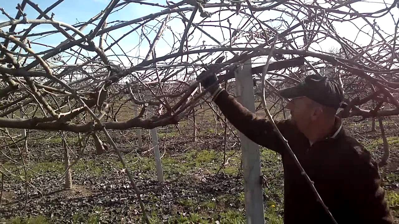 Κλάδεμα ενήλικου δένδρου ακτινιδιάς