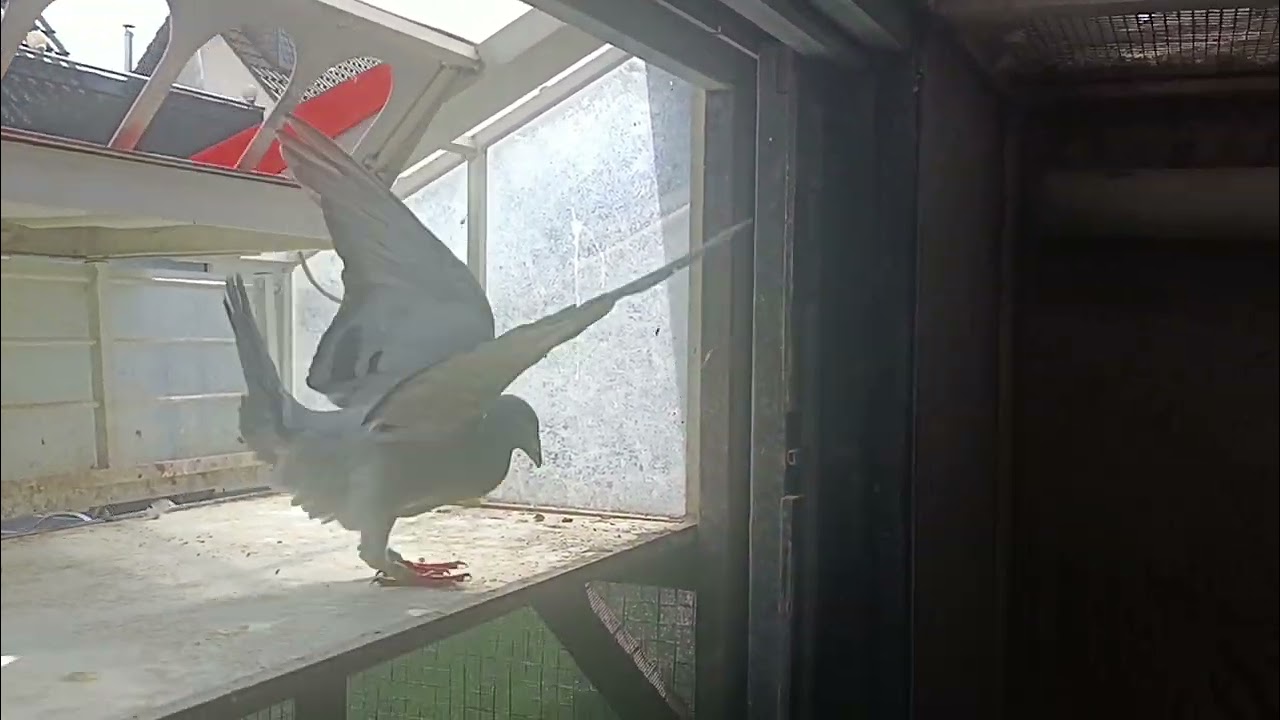 Der 3. Jungtierflug 2023 / 3. race of the youngsters