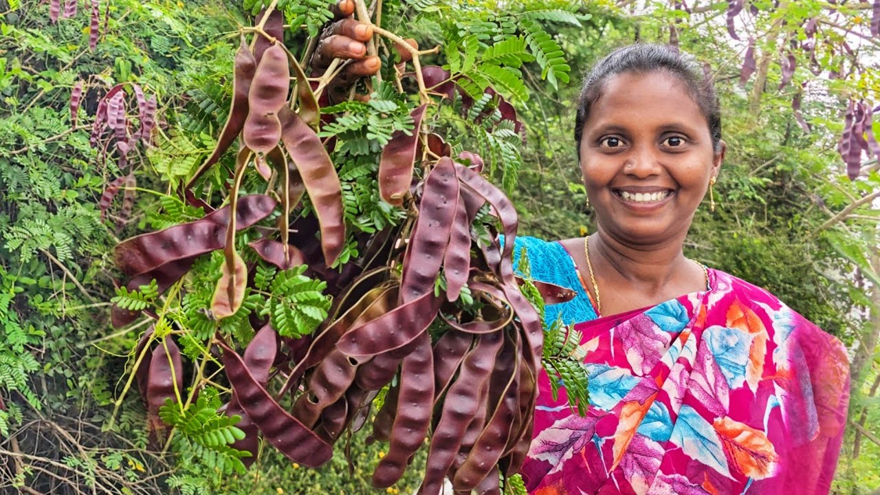 జుట్టు పొడవుగా పెరగడానికి బాగా ఉపయోగపడే శీకాయ కోసం అడవికి వెళ్ళాము || Shikakai Tree Hunting 