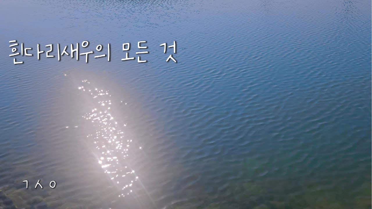 흰다리새우의 모든것