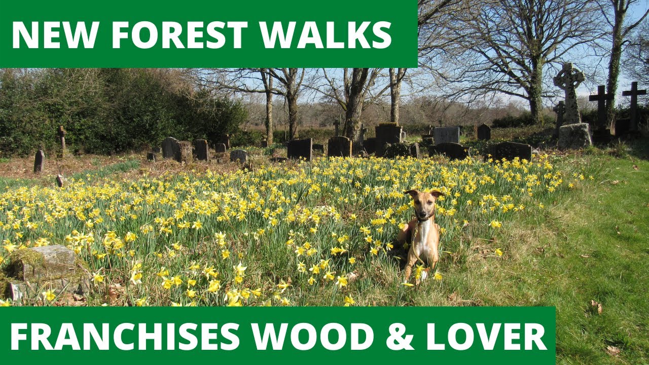 NEW FOREST WALK at FRANCHISES WOOD & LOVER VILLAGE (NEW FOREST NATIONAL PARK)