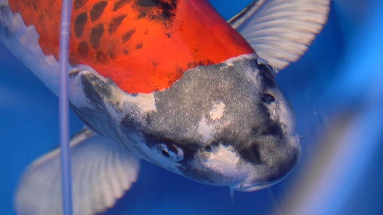 BEST IN VARIETY PRIZE WINNERS – 2020 ALL JAPAN KOI SHOW *Amazing Koi