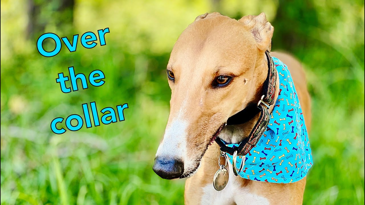 How to Make a Dog Bandana // Sewing Tutorial