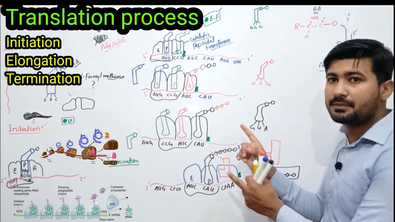 Translation class 12 Biology | Protein synthesis class 12 in urdu | Translation in prokaryotes
