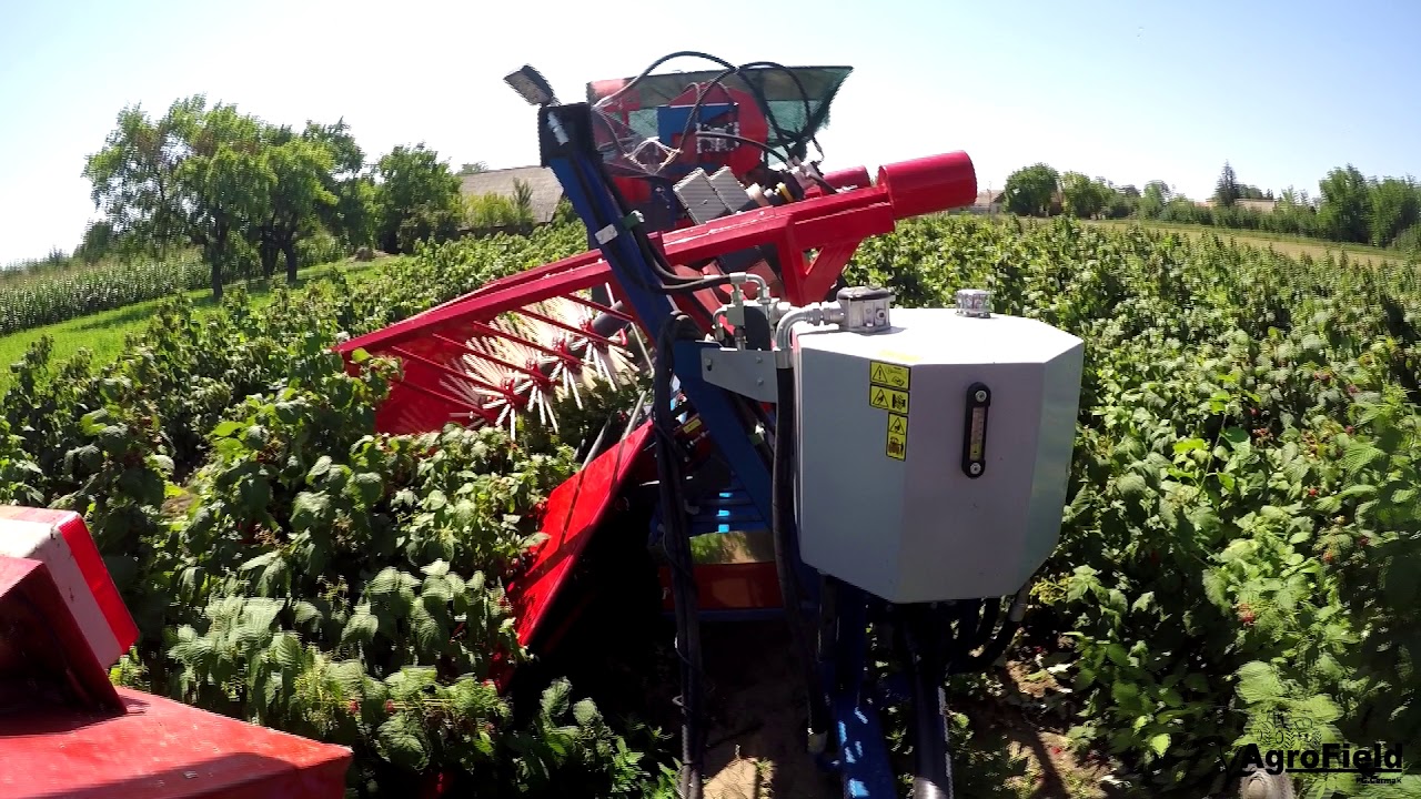 Masinsko branje maline - raspberry harvest 2018! (IMT 549 & Dom Wid marek)