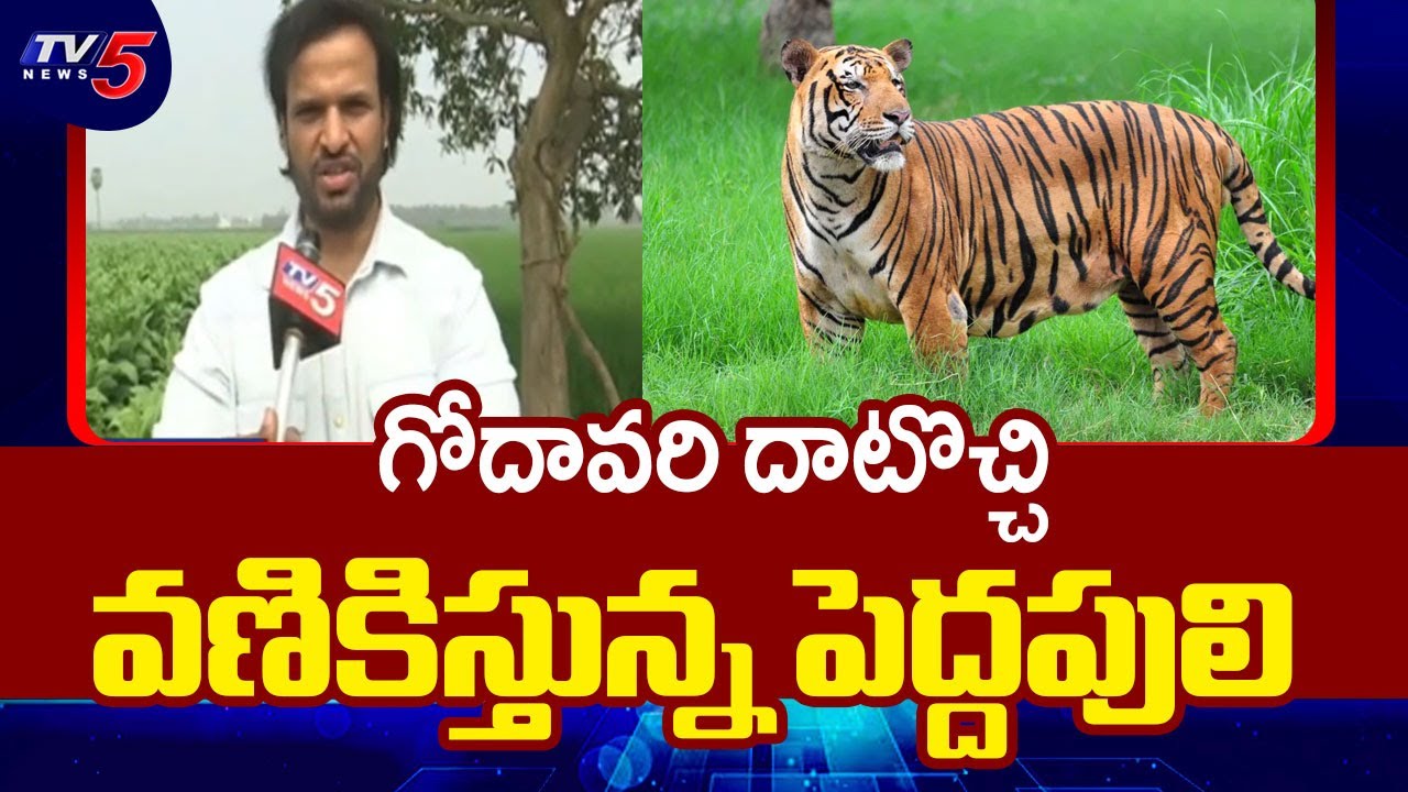 అమ్మో  పులి | Bengal Tiger Spotted At Torredu Near Rajahmundry || TV5 News