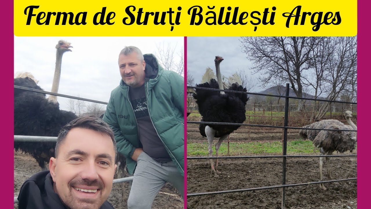 Vizitam Ferma de struți Bălilești Arges ,6 familii de struți extraordinare, 27-11-2022😘 🤗🪶🐣