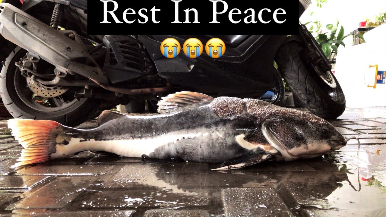 Selamat Jalan RTC Jumbo😭