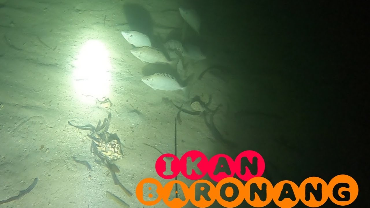 Night Spearfishing||Panah Malam Pakai Panah Tradisional  Panen Ikan Baronang