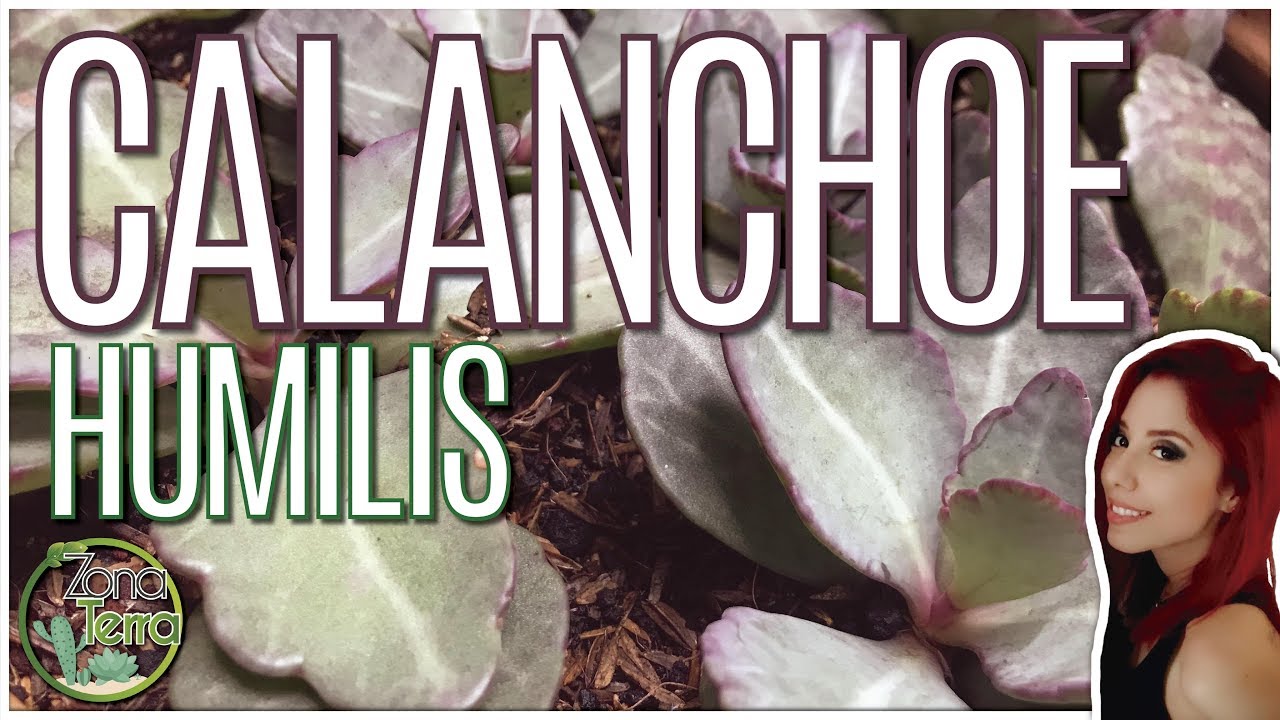 Kalanchoe Humilis - SUCULENTAS & CACTUS!!!