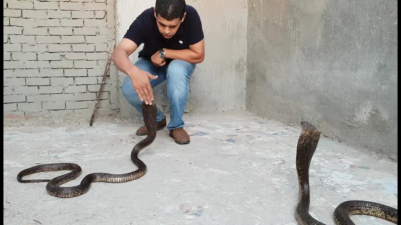 أهم وأخطر وثائقى عن أفاعى الكوبرا المصرية ( Naja haje) Egyptian Cobra  مع احمد الدكرونى