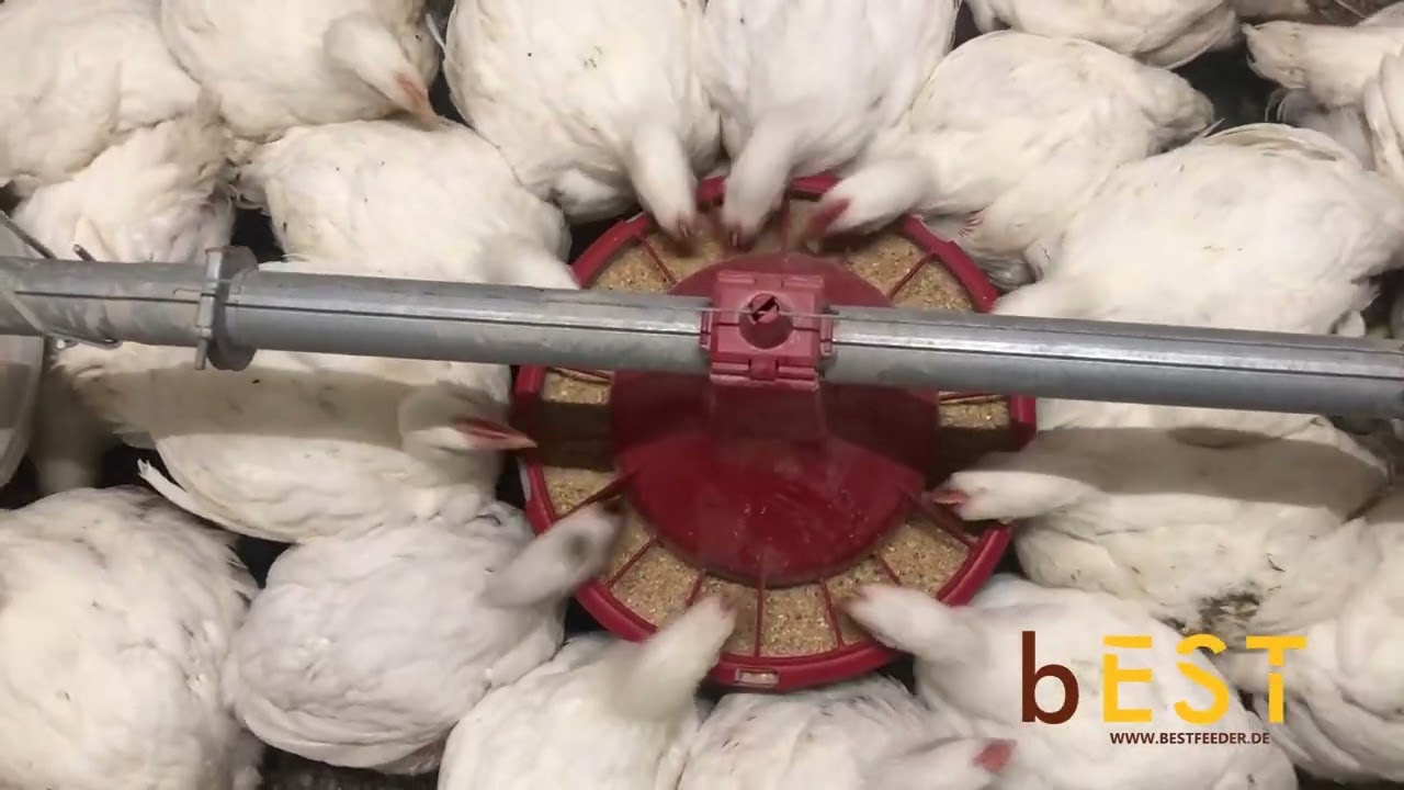 bEST feeder pan for broilers