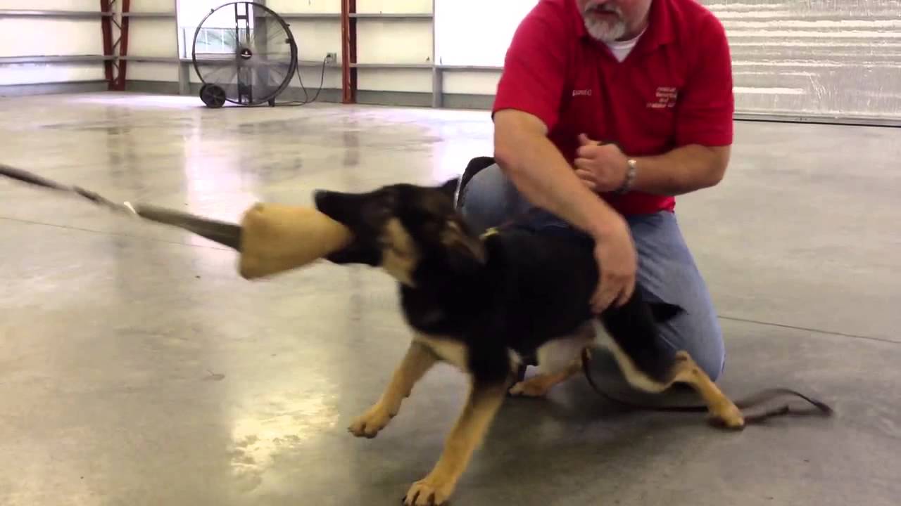 Brahma von Prufenpuden Obedience and Protection Trained Puppy