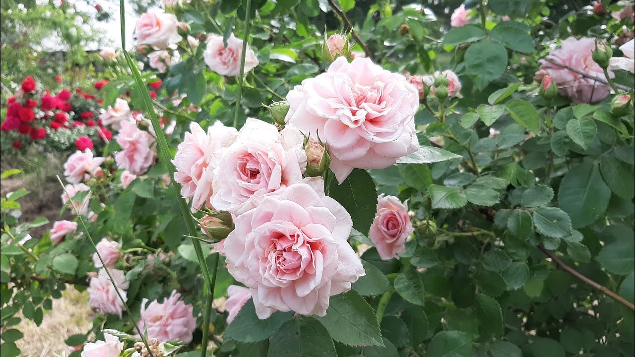 Recorriendo el Vivero Rosales Yvonne y conociendo rosas - roses - rosiers - rosas - роз
