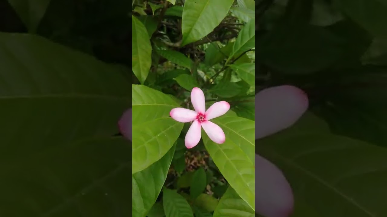 #kopsia_fruticosa #apocynaceae