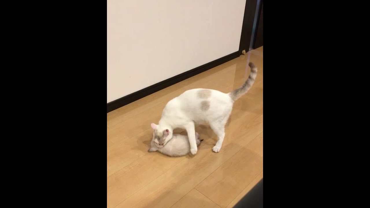 子猫をくわえてキッチンに引っ越しする母猫
