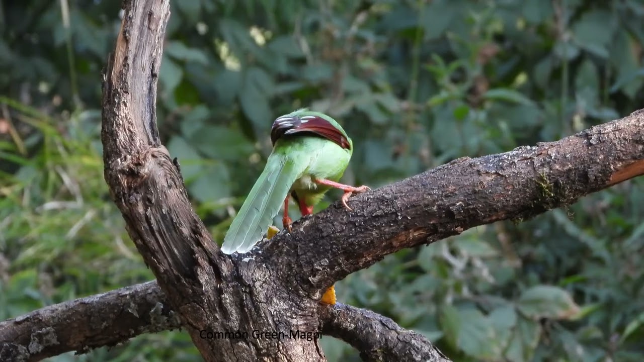 Sattal Birding Trip   January 2024