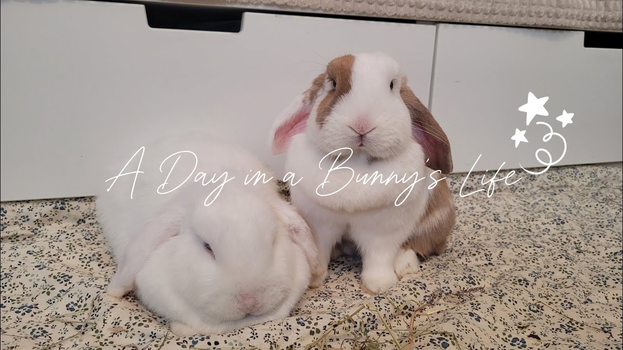 Bunny’s Life l Living with 🐰🐰