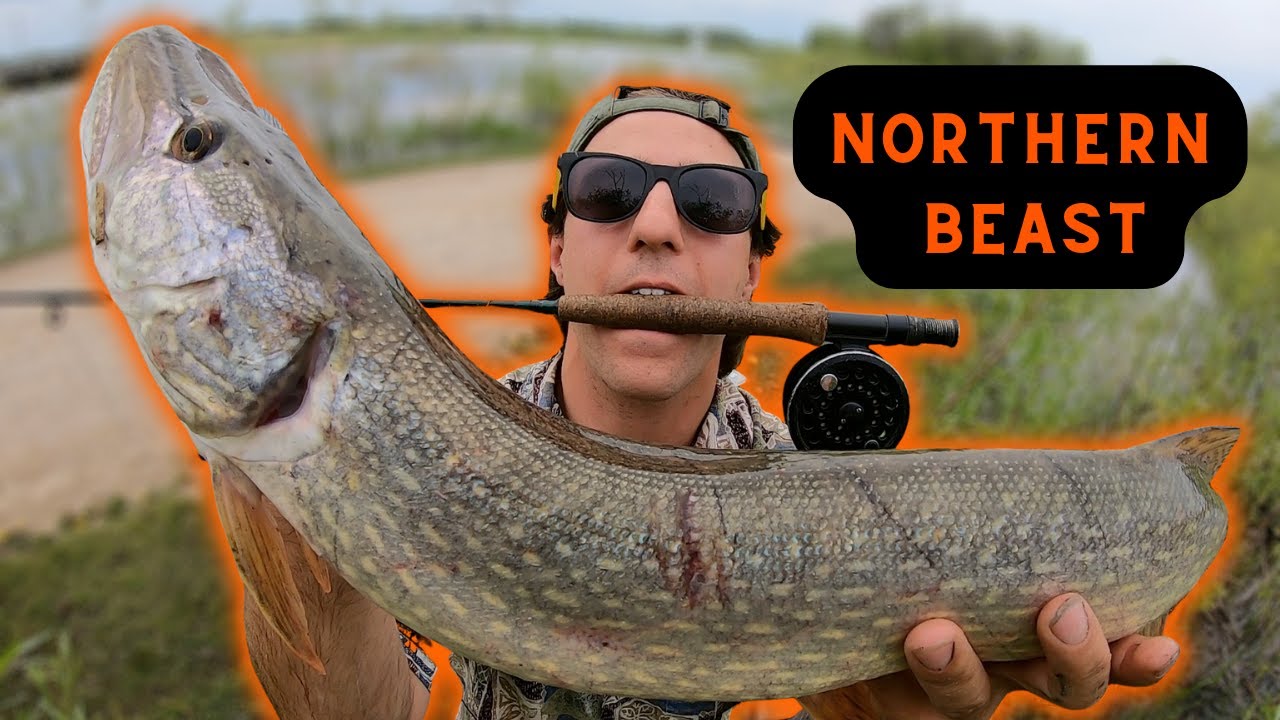 Manitoba Northern Pike (Fly Fishing)