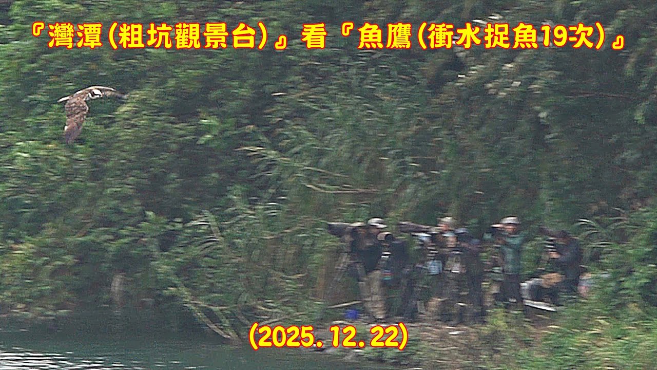 『新店。灣潭(粗坑觀景台)』看『魚鷹(衝水捉魚19次)』 . . . (2025.12.22) . . RX10m4