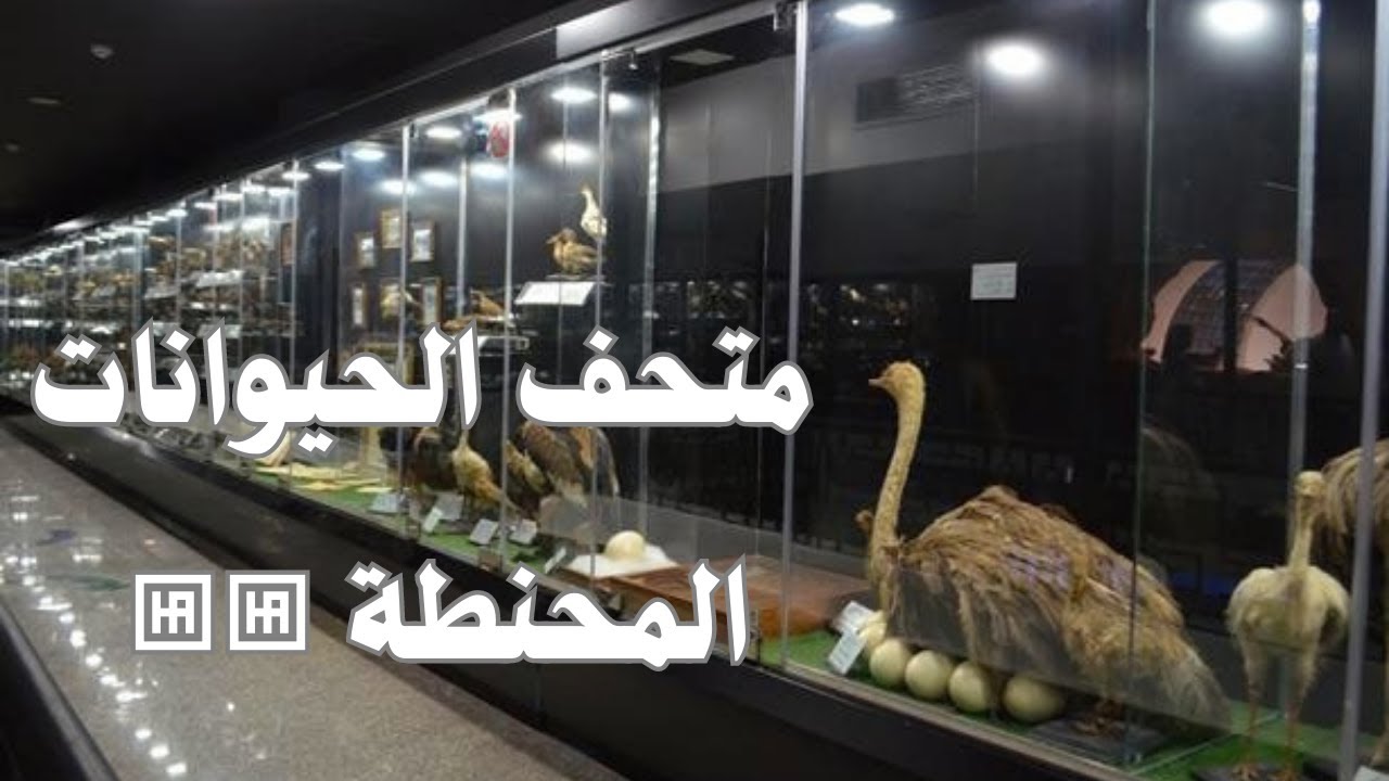 أول جولة في متحف الحيوانات المحنطة في مصر😱