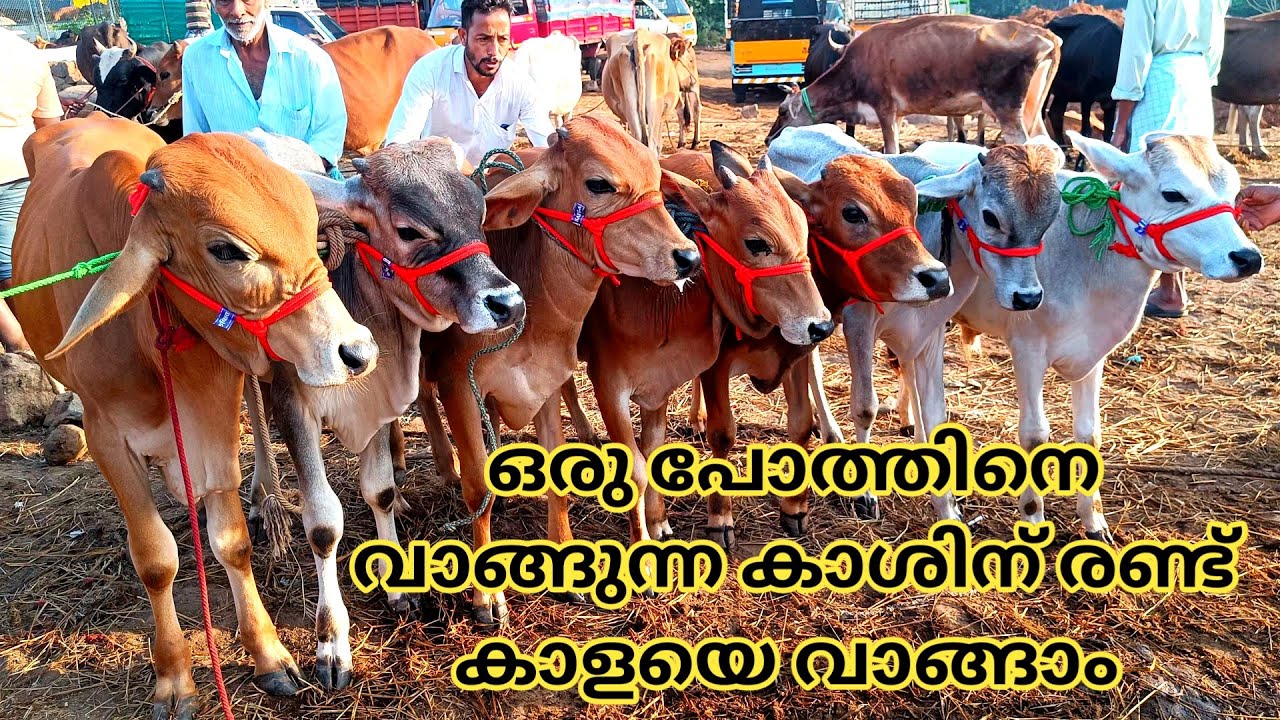 വളർത്തു കുട്ടികളുടെ ചന്ത | 17/8/23 | വിലസഹിതം | Vaniyamkulam Chandha | bull | Cow | Calf | trending