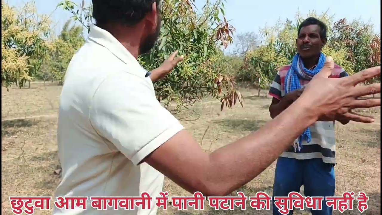 आम बागवानी से छुटुवा वीरेन्द्र सिंह चेरो अपने क्षेत्र के पहचान बना।