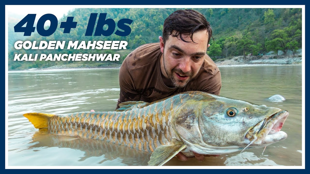 40+ lbs GOLDEN MAHSEER CAUGHT AT KALI PANCHESHWAR, INDIA