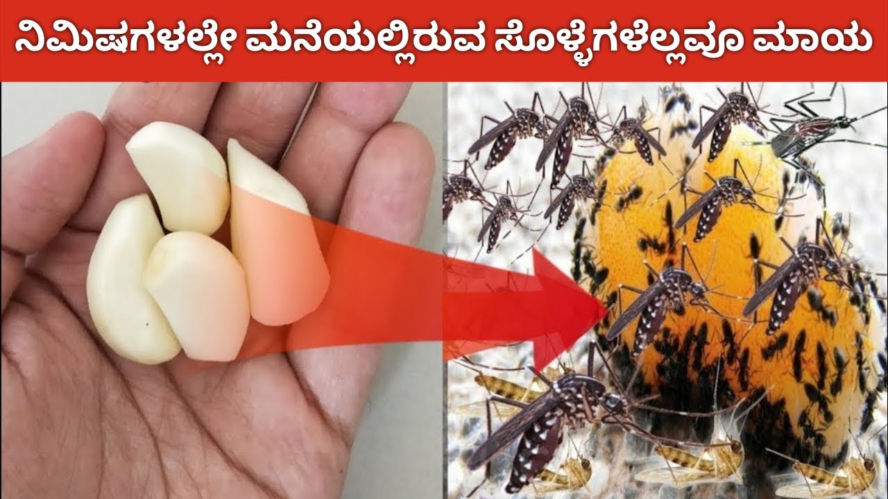 ಸೊಳ್ಳೆಗಳು ಇನ್ನು ಬರುವುದೇ ಇಲ್ಲ । ಒಂದು ಸಾರಿ ಹೀಗೆ ಮಾಡಿದರೆ ನಿಮಿಷಗಳಲ್ಲೇ ಮನೆಯಲ್ಲಿರುವ ಸೊಳ್ಳೆಗಳೆಲ್ಲವೂ ಮಾಯ