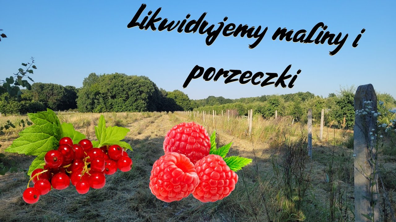 Likwidujemy maliny i porzeczki. Co posadzimy w zamian ??