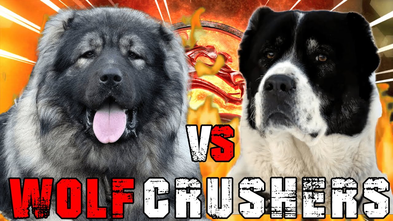 Caucasian Shepherd vs Alabai | Caucasian Shepherd vs Central Asian Shepherd | Billa Boyka |