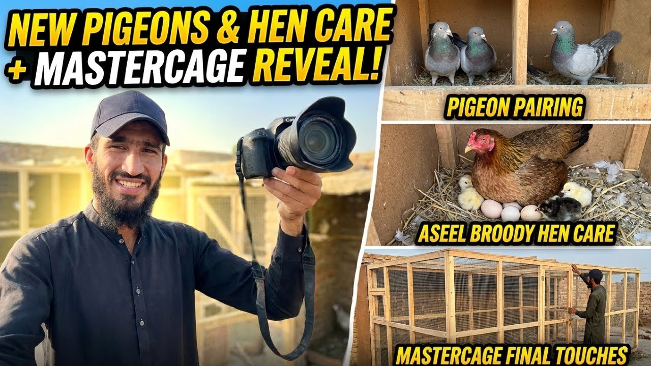 Pigeon New Pairings & Heera Aseel Broody Hen Care 